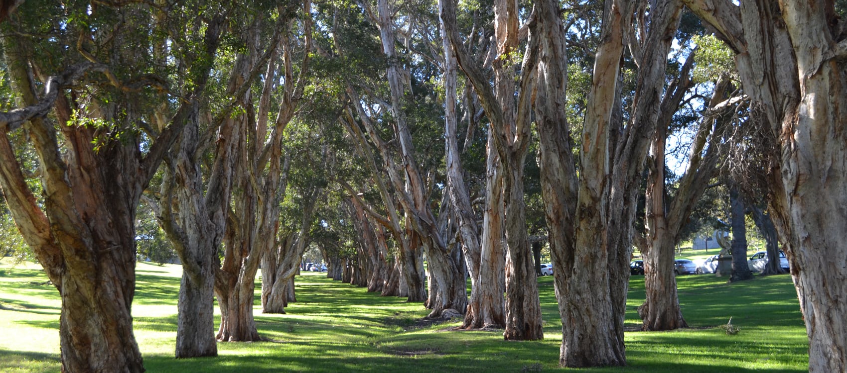 Centennial Parklands Background