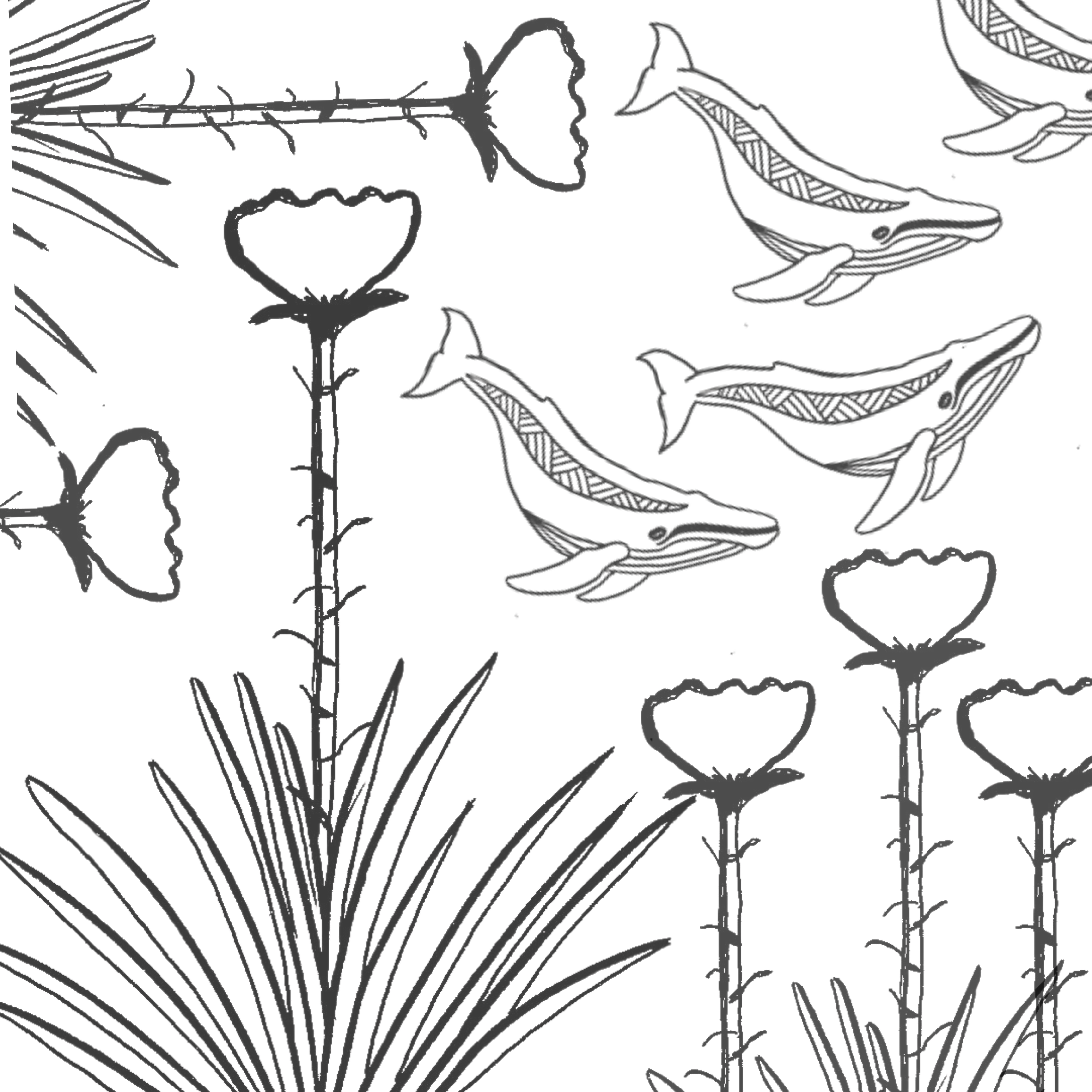 Nattai - Fresh Water